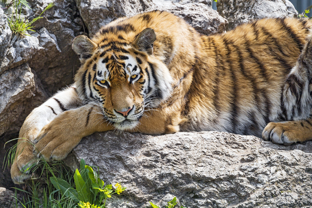 Tiger lying down and posing on the rock I also like this t… Flickr