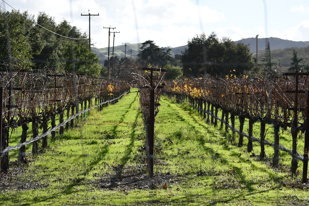 Vineyard Vineyard, Pleasanton, CA. indien69 Flickr