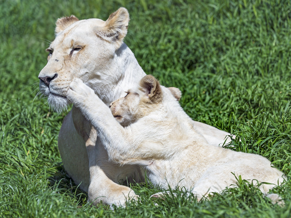 White lion cub playing with mother A cute lion cub playing… Flickr