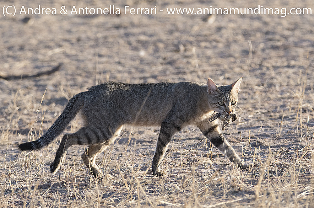 African wild cat African wild cat Felis lybica with prey, … Flickr