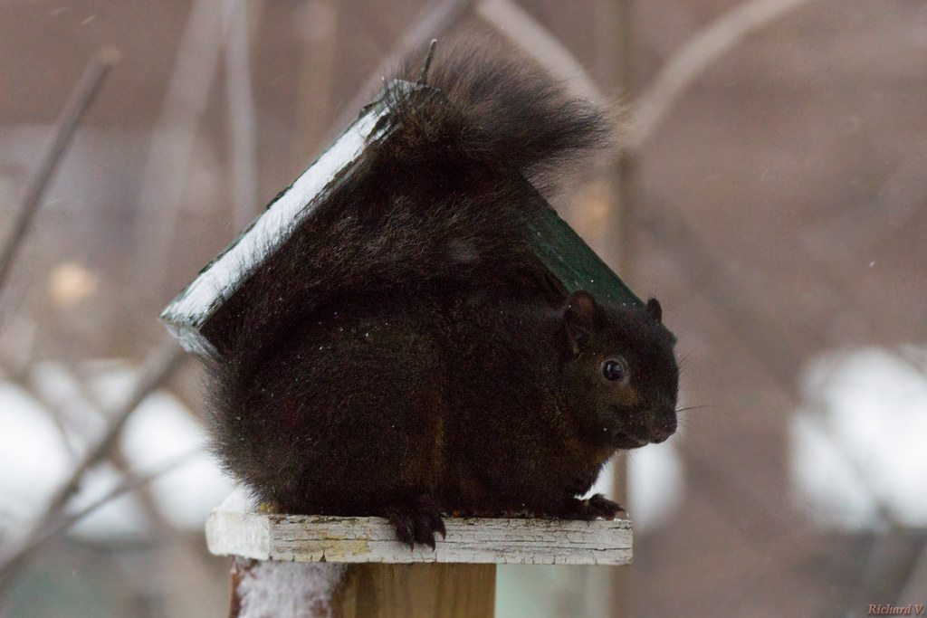 Black Squirrel Dunn Loring 2023 Events Écureuil noir, black squirrel, Québec Canada 5031 Flickr