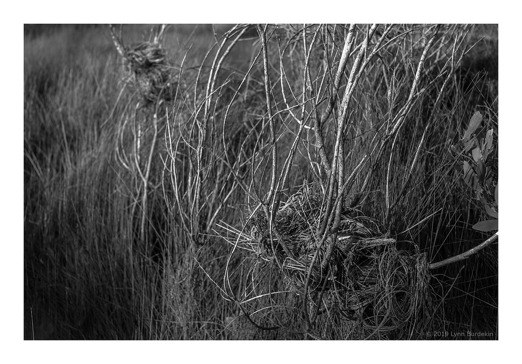 Birds nests in coastal wetlands, Sydney 2019 904 Birds ne… Flickr