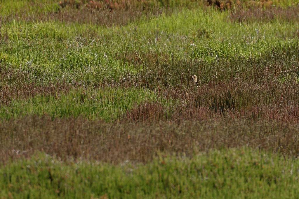 Latham's Snipe Sandy Cove. Port Fairy. Victoria. Ed Dunens Flickr