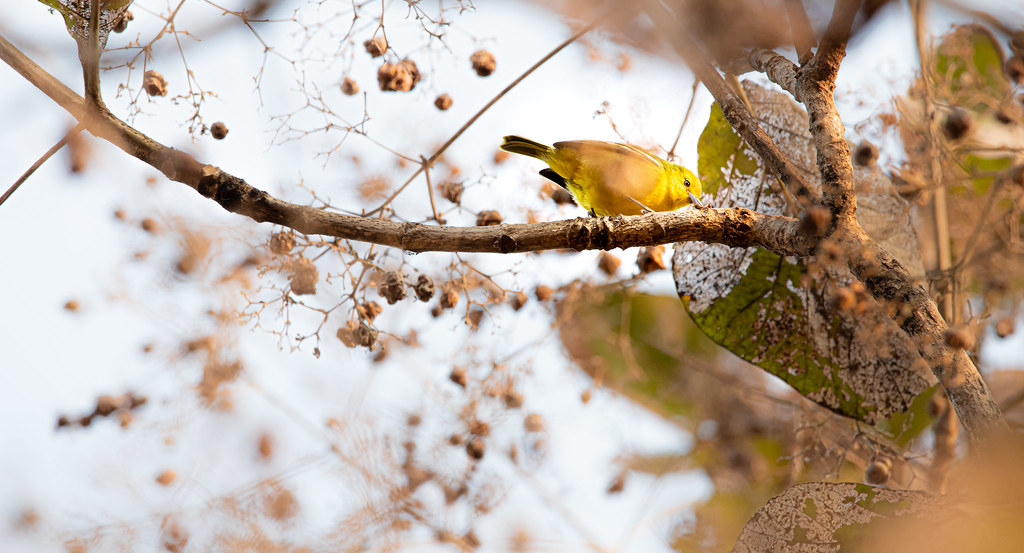 Finches Are Very Quiet In order to see birds it is necessa… Flickr