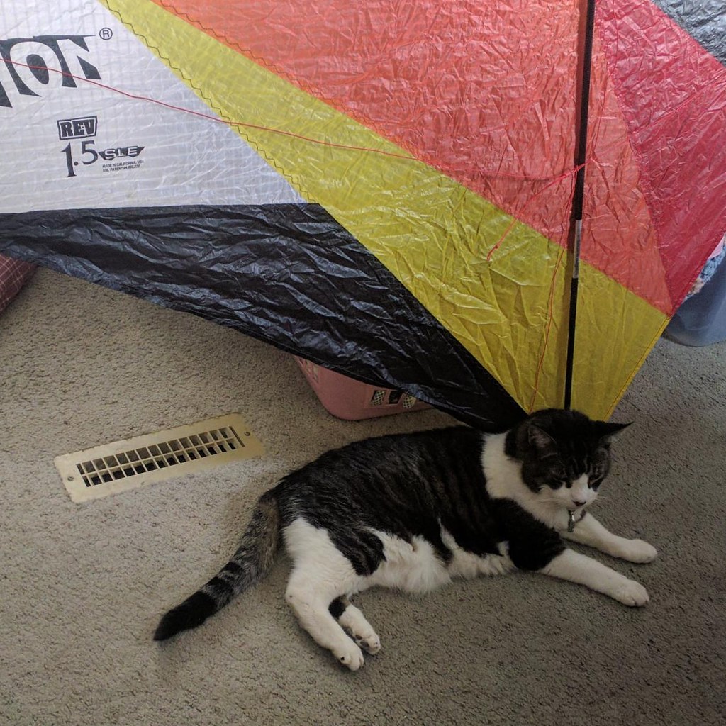 Davecat and the Revkite! Stray cats being fed haileyxb Flickr