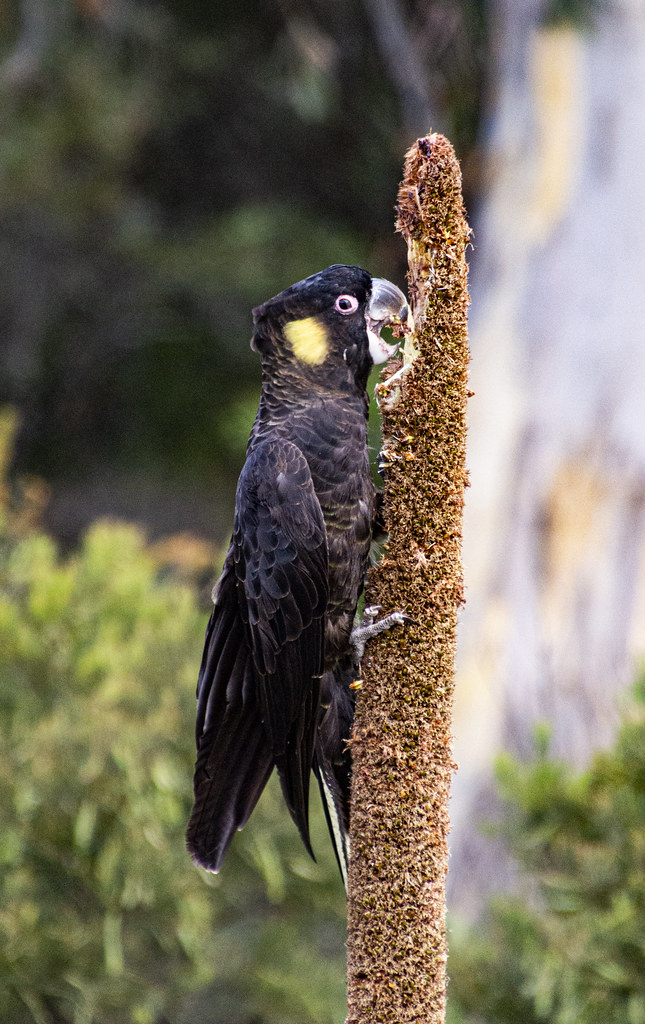 Black Cockatoo, Tasmania, Australia. Steven Penton Flickr