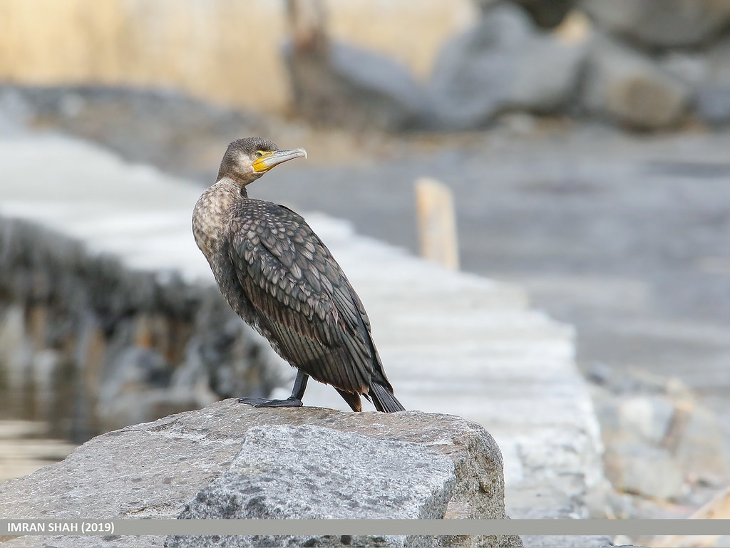 Great Cormorant (Phalacrocorax carbo) Great Cormorant (Pha… Flickr