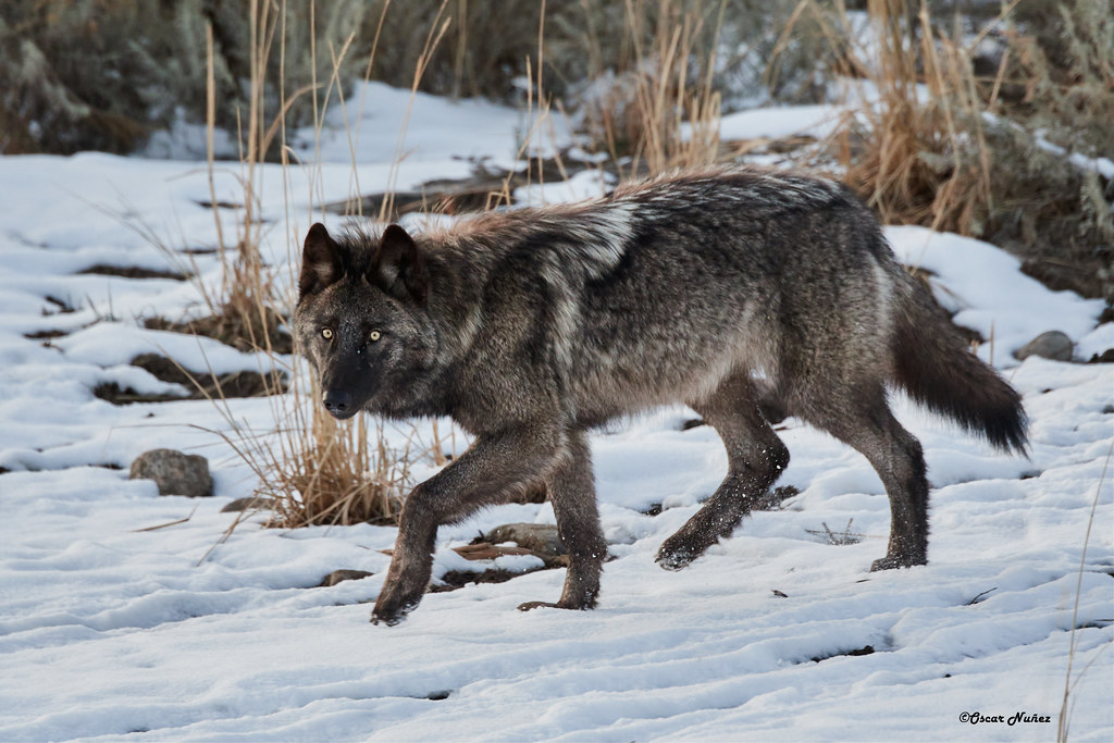 Trotting Wolf DSC_7472Dec 20 201969 a photo on Flickriver