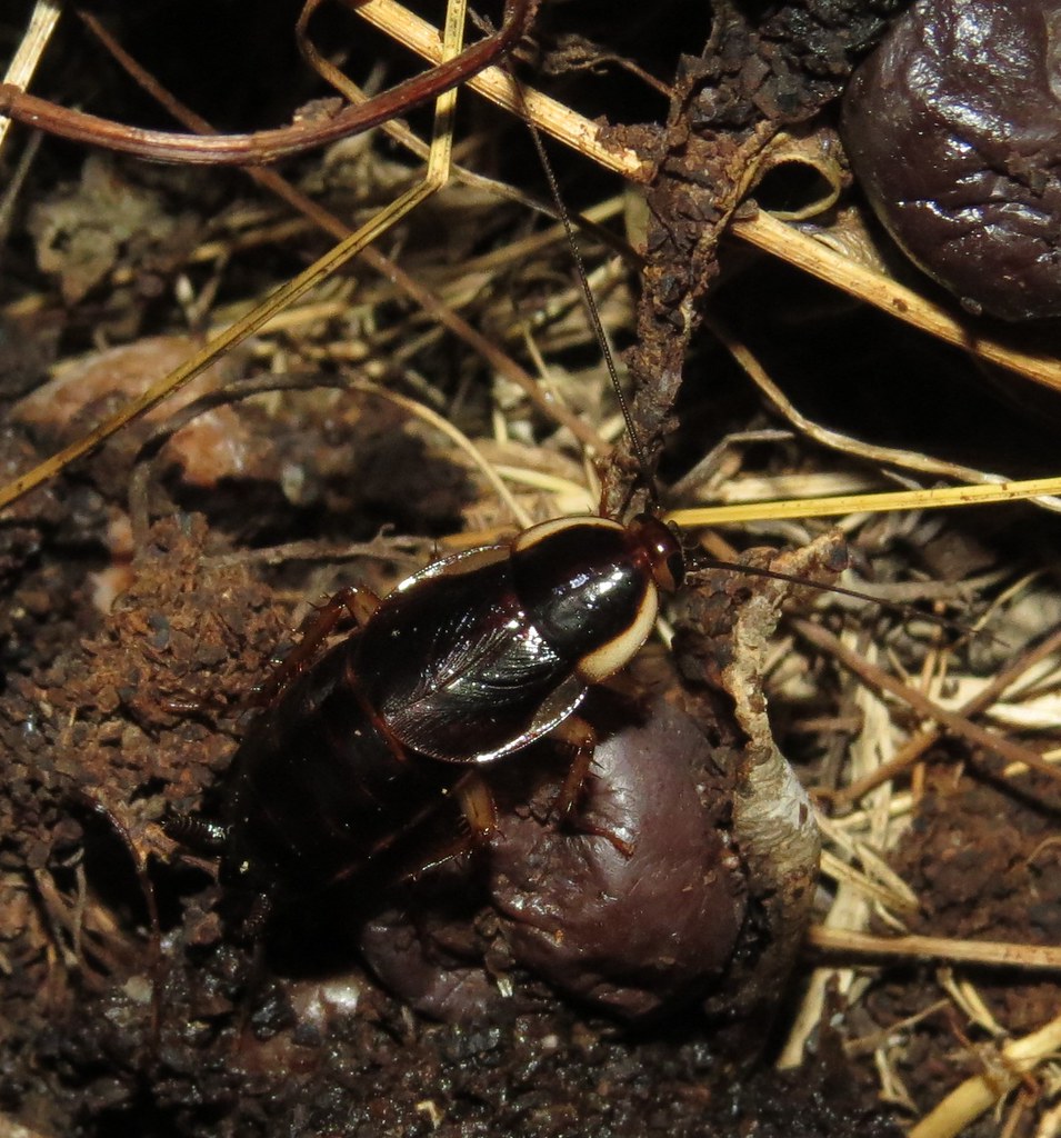 Pennsylvania Wood Roach Our native cockroaches are "outdoo… Flickr