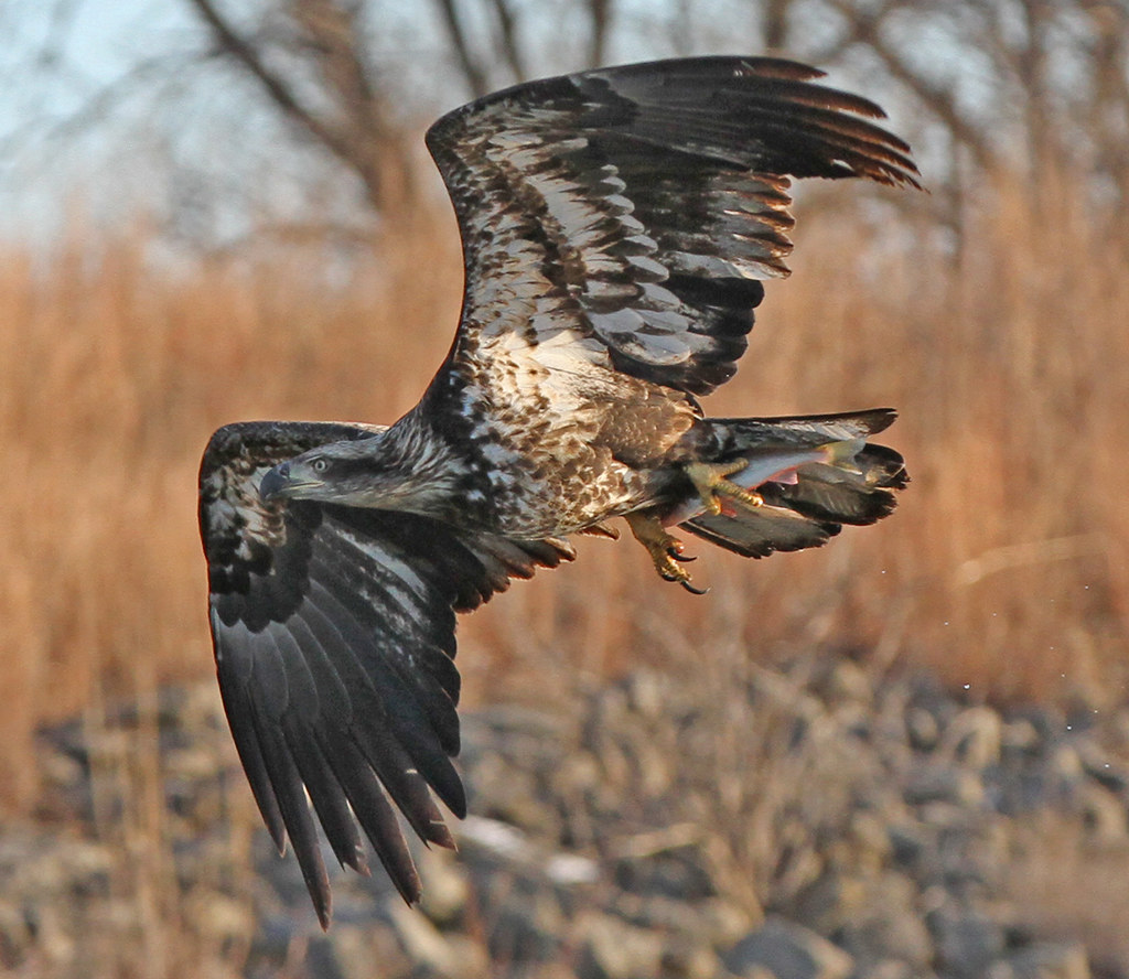 Bald Eagles At Milford Lake, KS Acorns