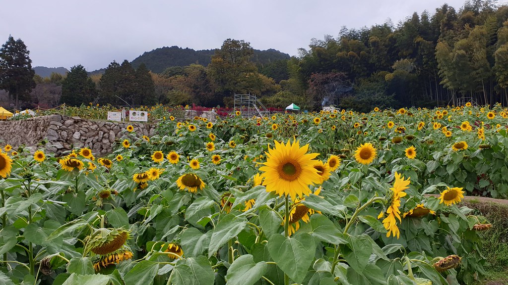 Yamada Sunflower Garden Yamada Sunflower Garden Please cli… Flickr
