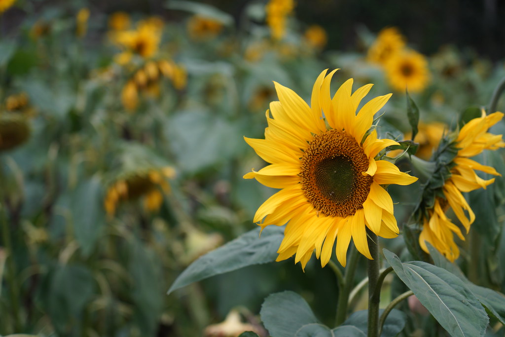 Yamada Sunflower Garden Yamada Sunflower Garden Please cli… Flickr