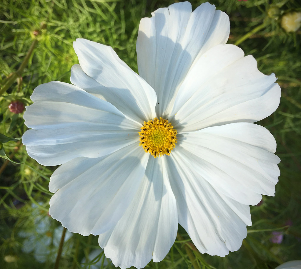 'Summer Sensation' Cosmos flower, Kent. Snapshotography Flickr