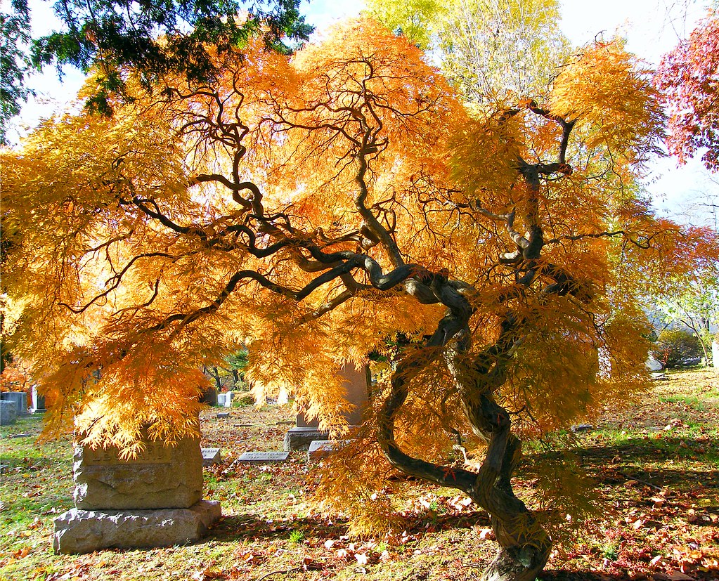 Golden Japanese Maple Tree a photo on Flickriver