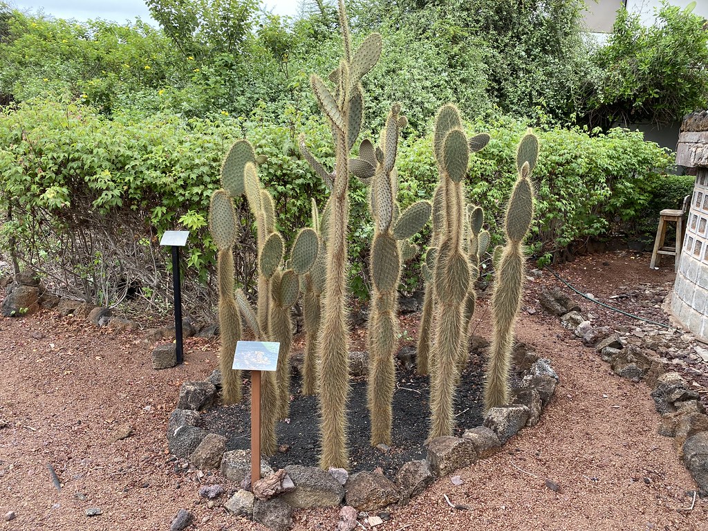 The Galápagos Prickly Pear Cactus (Opuntia echios), the Charles Darwin