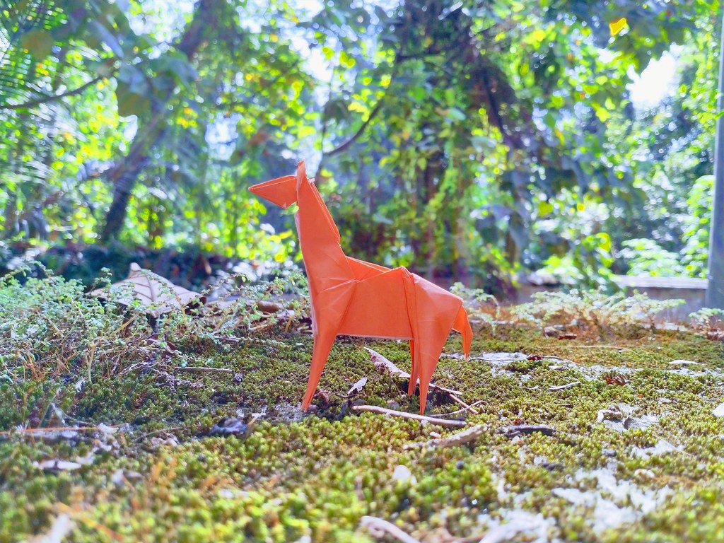 Vicuña David S. Llanque Apaza Flickr