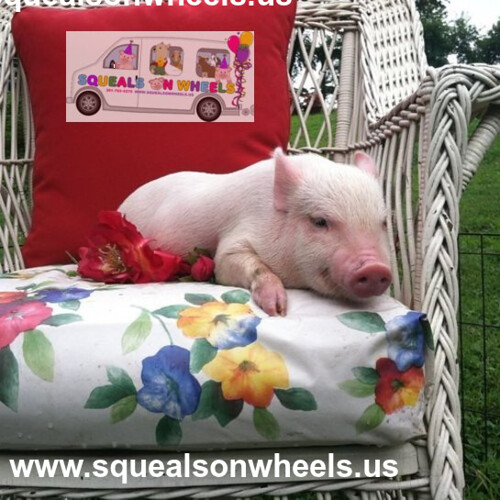 Florida pigs for Sale Squeals on Wheels Shop Florida pig… Flickr