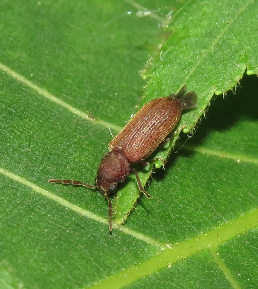 Deathwatch beetle A deathwatch beetle (Ptinidae Anobiinae… Flickr