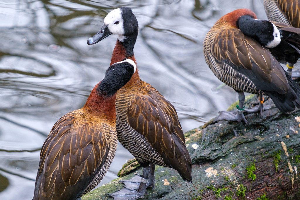 Ducks Whiteface whistling ducks at the Nashville Zoo Jonathon Flickr