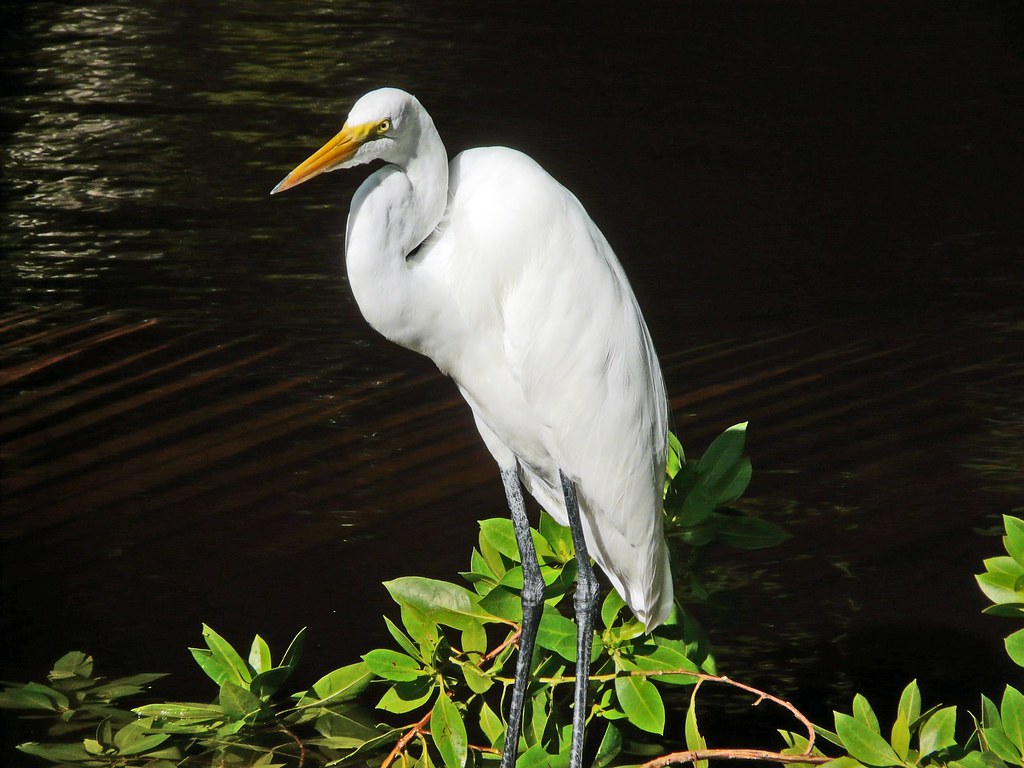 Rép. Dominicaine, le grand Héron blanc le pardis des oisea