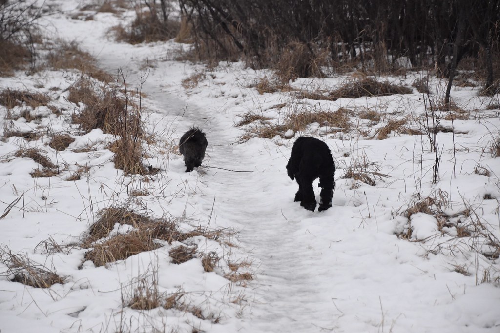 Treading carefully MICHAEL ROBERT Flickr