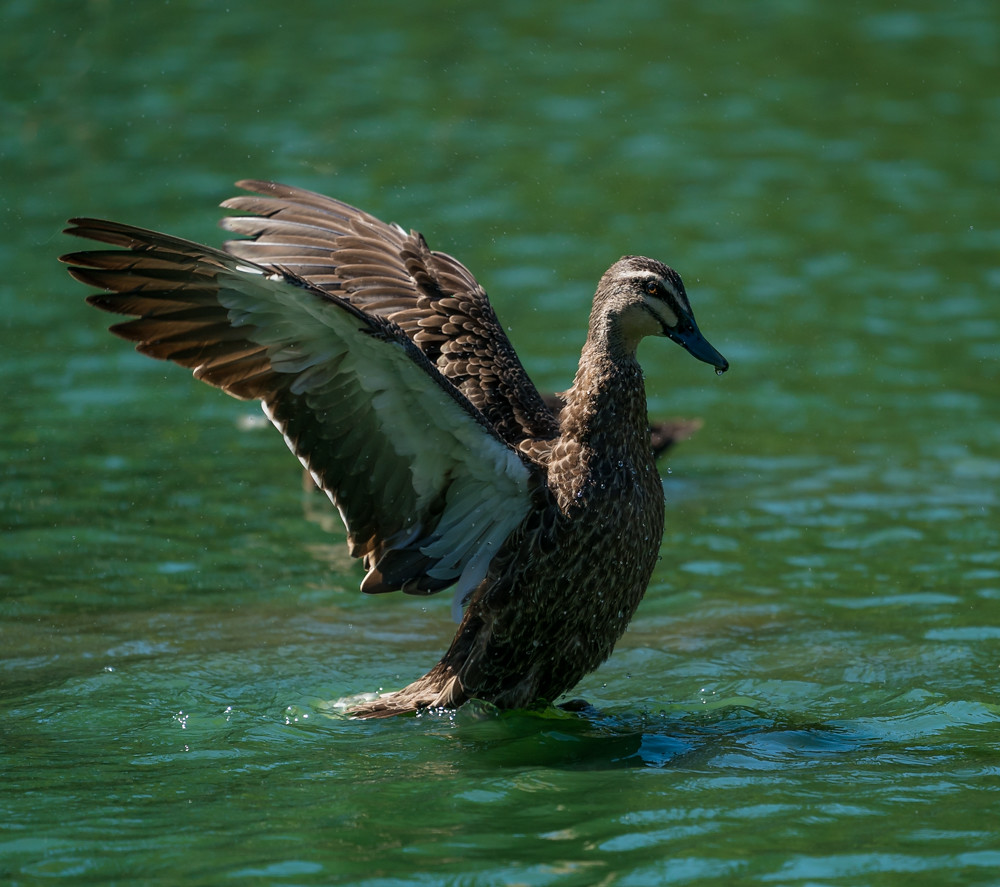 DSC00983 A bird spreads its wings while taking a swim on a… Flickr