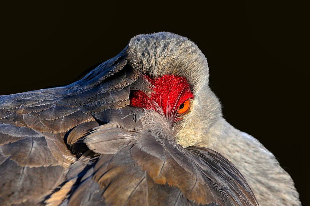 Sandhill Crane © Click to view large image description Eric