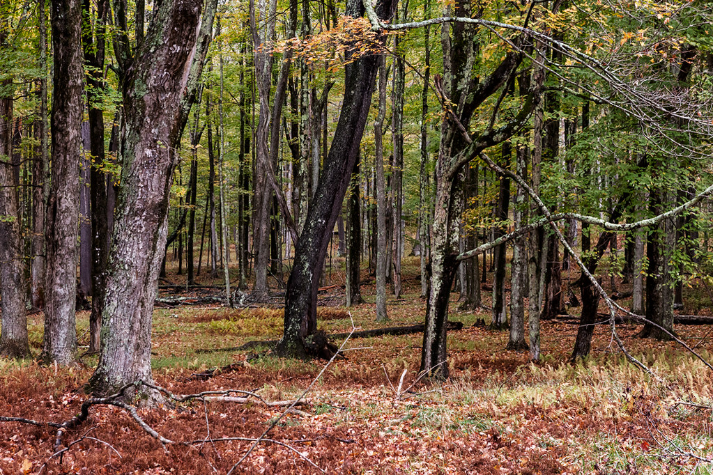 Autumn woods 1 Canaan Valley State Park, WV Bill Flickr