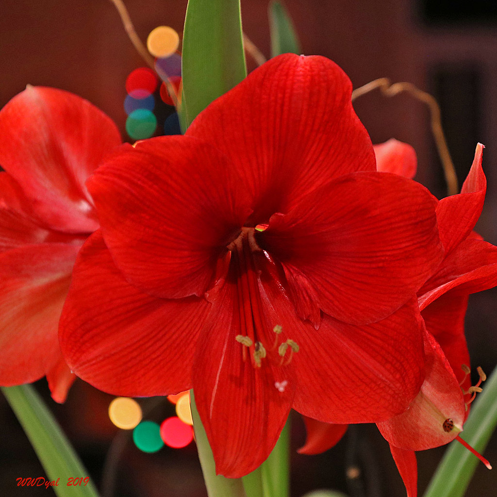 Christmas Amaryllis 2 I like this one better than the firs… Flickr