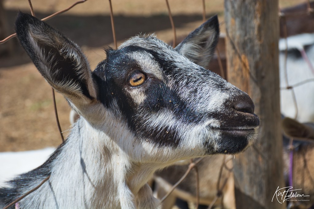 A Goats life An cute black and white goat sticks its head … Flickr
