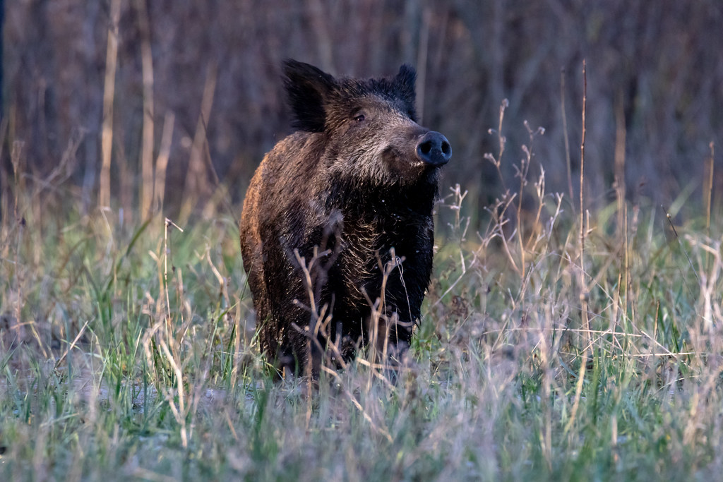Sanglier (Sus scrofa) [uncropped] Dernière photo de cette … Flickr