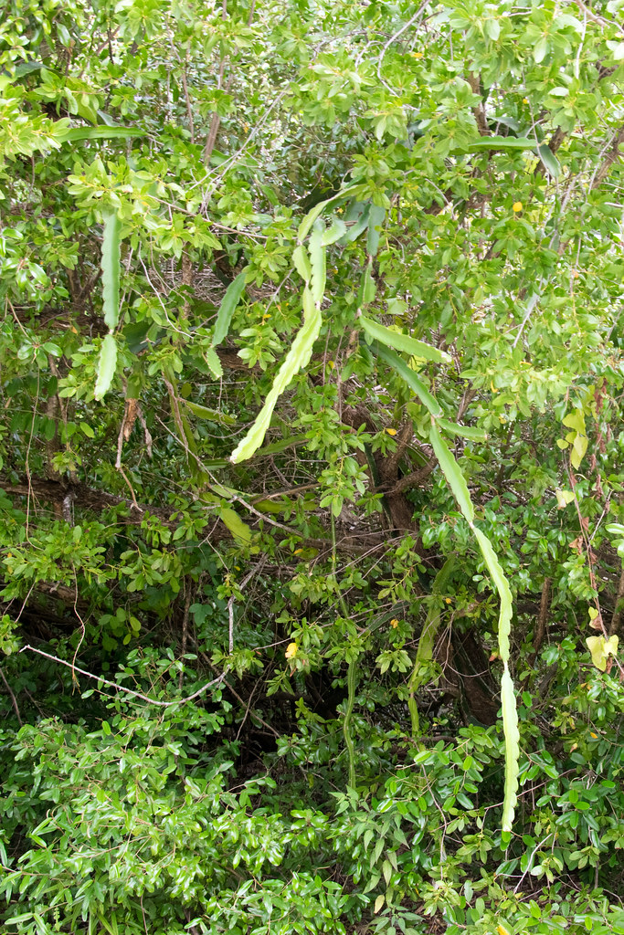 barbedwire cactus Acanthocereus tetragonus also called tr… Flickr