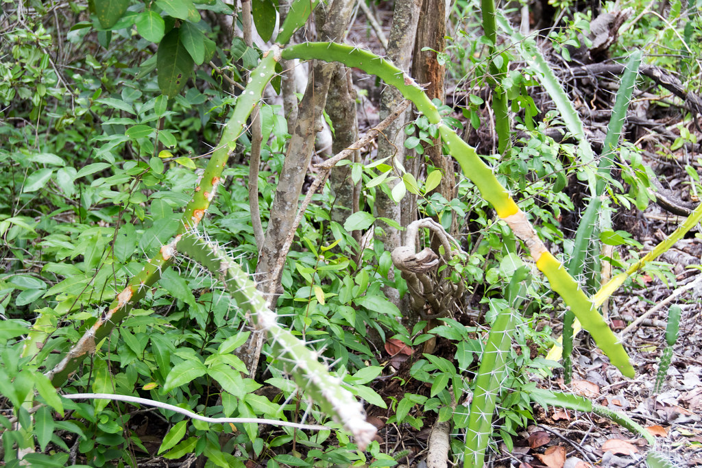 barbedwire cactus Acanthocereus tetragonus a photo on Flickriver