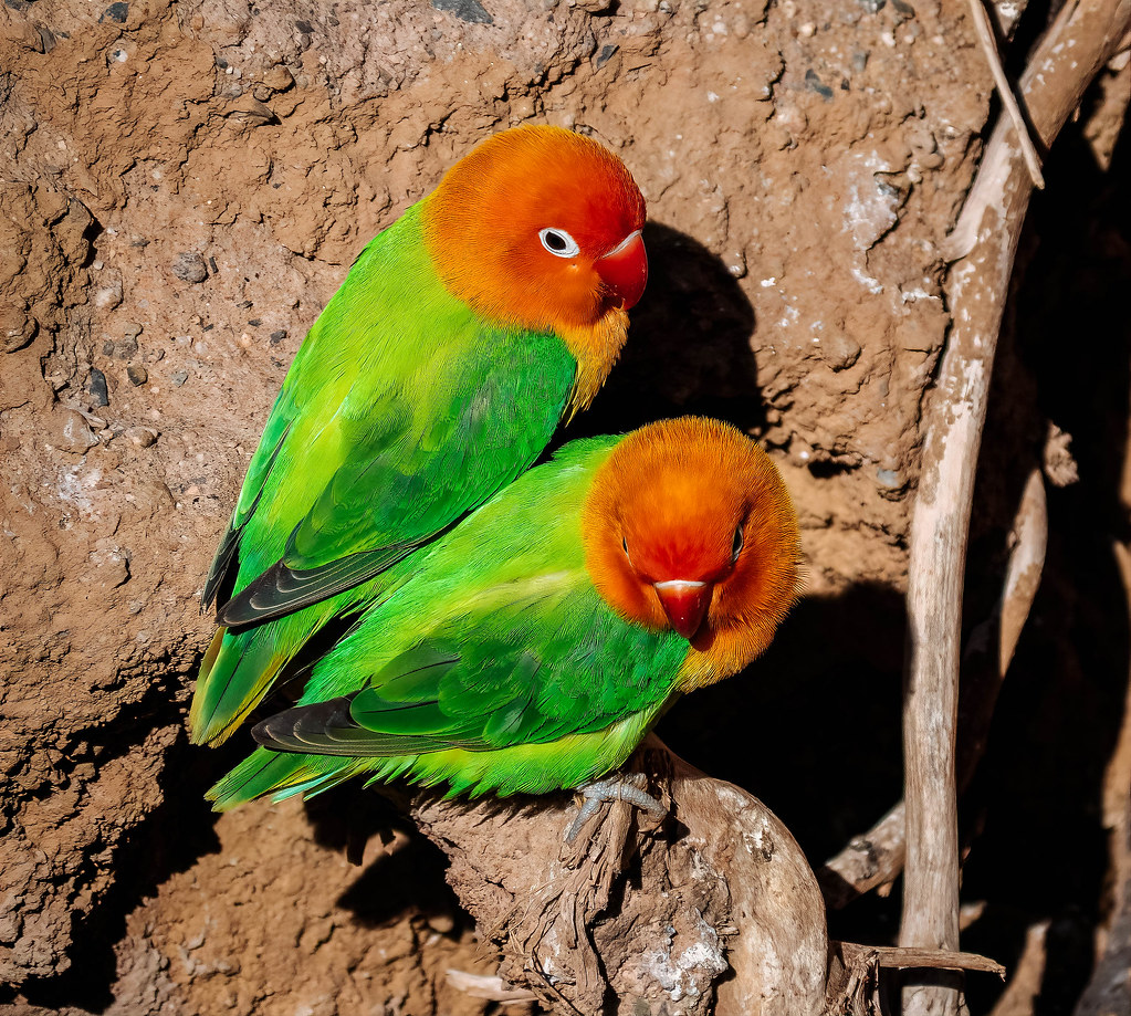 Fischer's lovebird (Agapornis fischeri) San Diego, Califor… Flickr