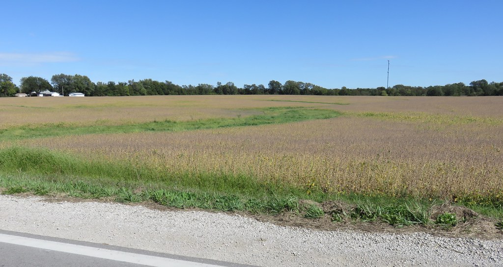 Iowa Soybean Field (MelcherDallas, Iowa) MelcherDallas, … Flickr