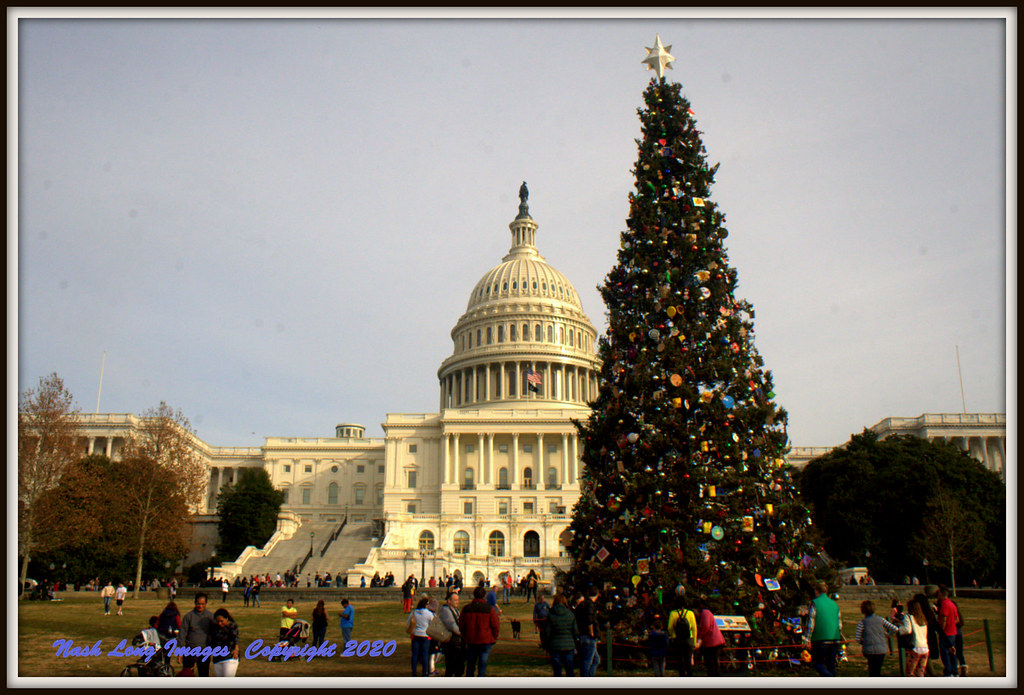 Capitol Christmas Tree The Capitol Christmas tree is viewe… Flickr