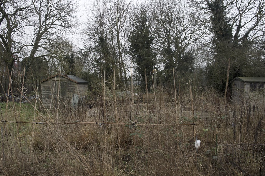 Abandoned plot New Years Day on Hill End Road Allotments, … Flickr