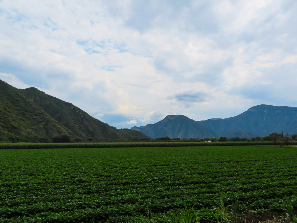 La Vega de Metztitlan Hidalgo Campo de frijol y al fondo u… Flickr