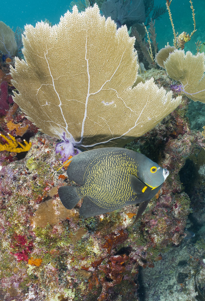 French Angelfish French Angelfish main food is sponges, bu… Flickr