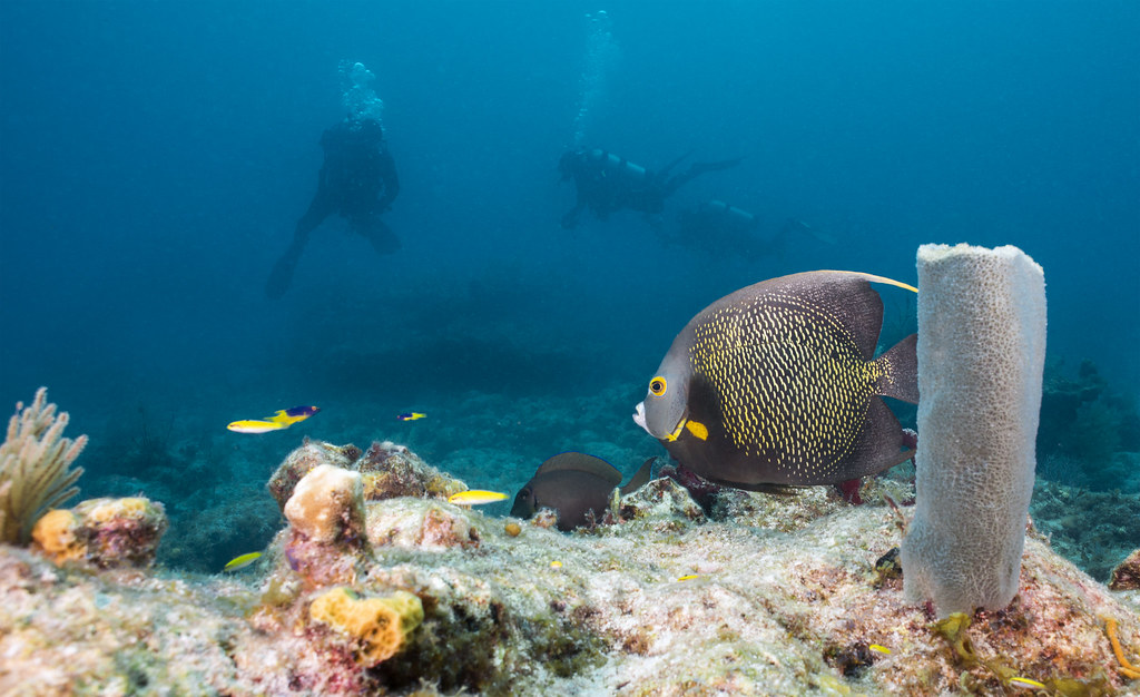 French Angelfish French Angelfish main food is sponges, bu… Flickr