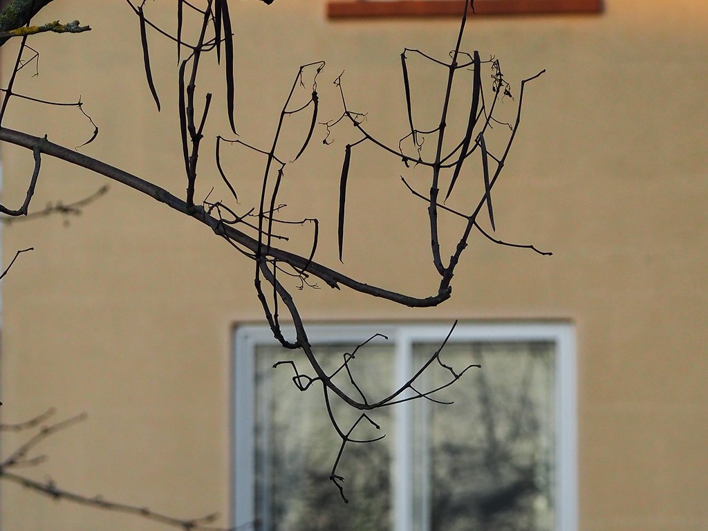 PC280205 Pierre Henrich Flickr