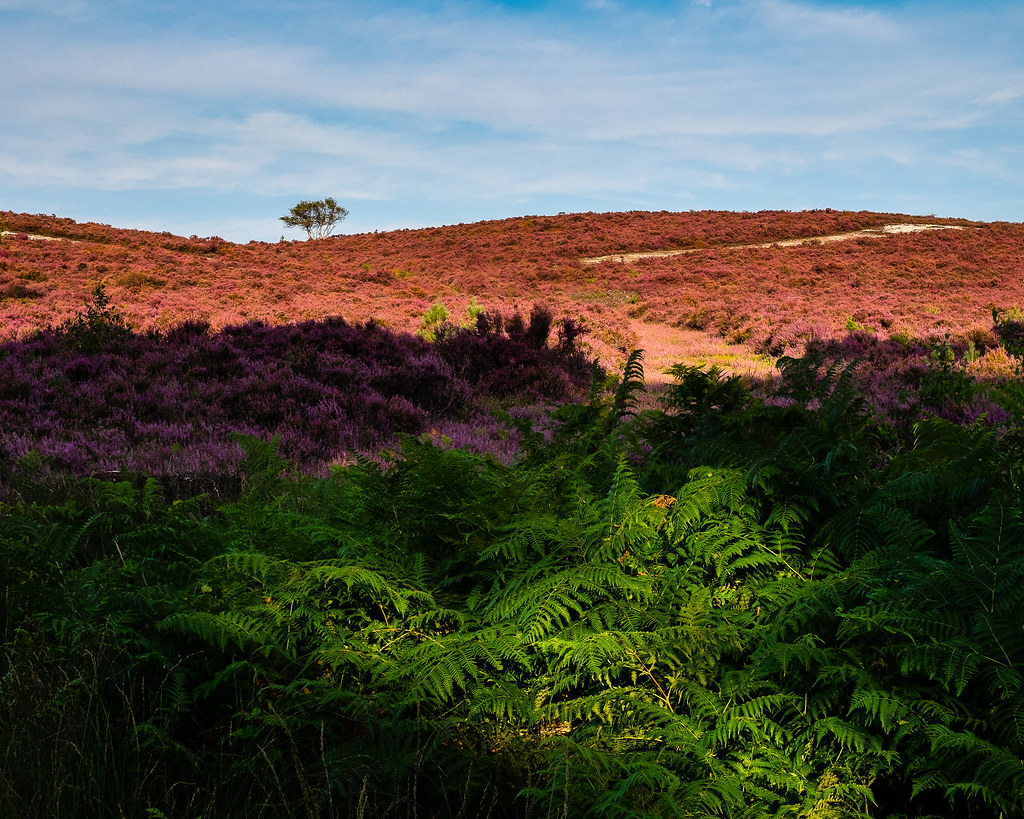 Dunwich heath, suffolk www.michaelclarkephotography.co.uk Flickr