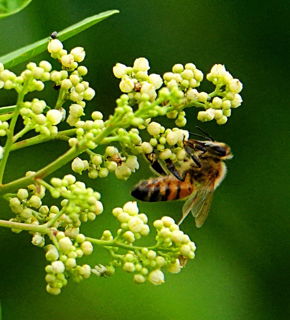 Bee pollinating Viburnum Tinus flowers at the Oleta river … Flickr