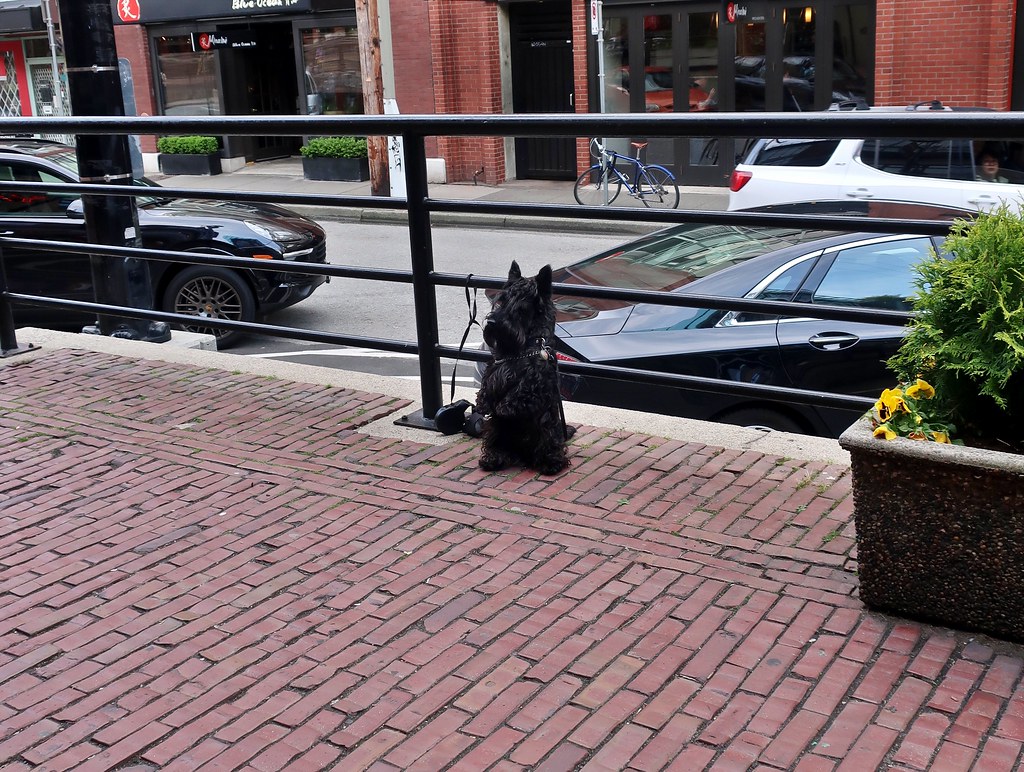 A drink at Yaletown Brewing Company Archie the Scottish Te… Flickr