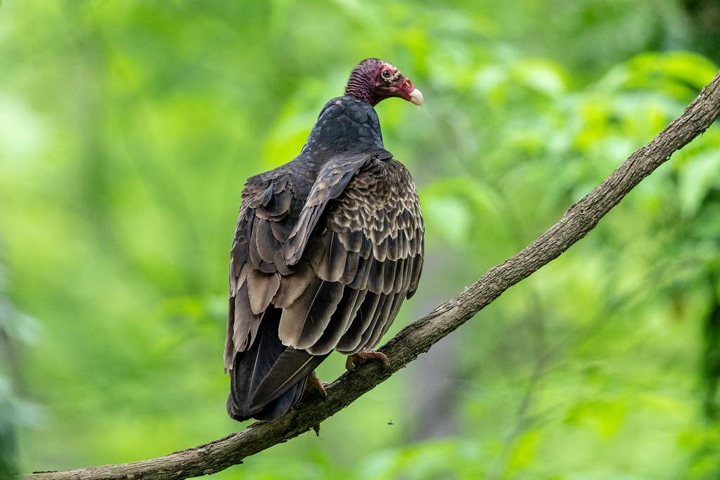 Turkey Vulture Missouri Ozarks Steve Jones Flickr