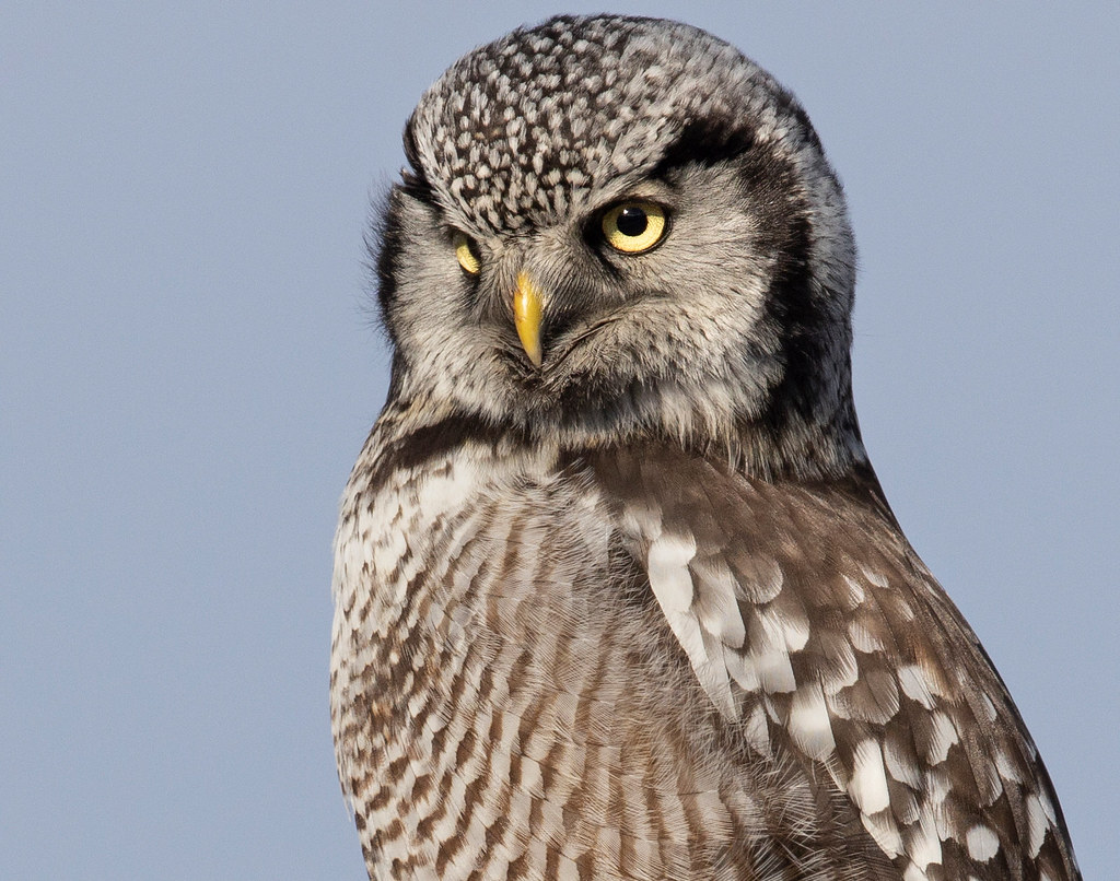 Northern Hawk Owl Another close portrait of this beautiful… steve rossi Flickr