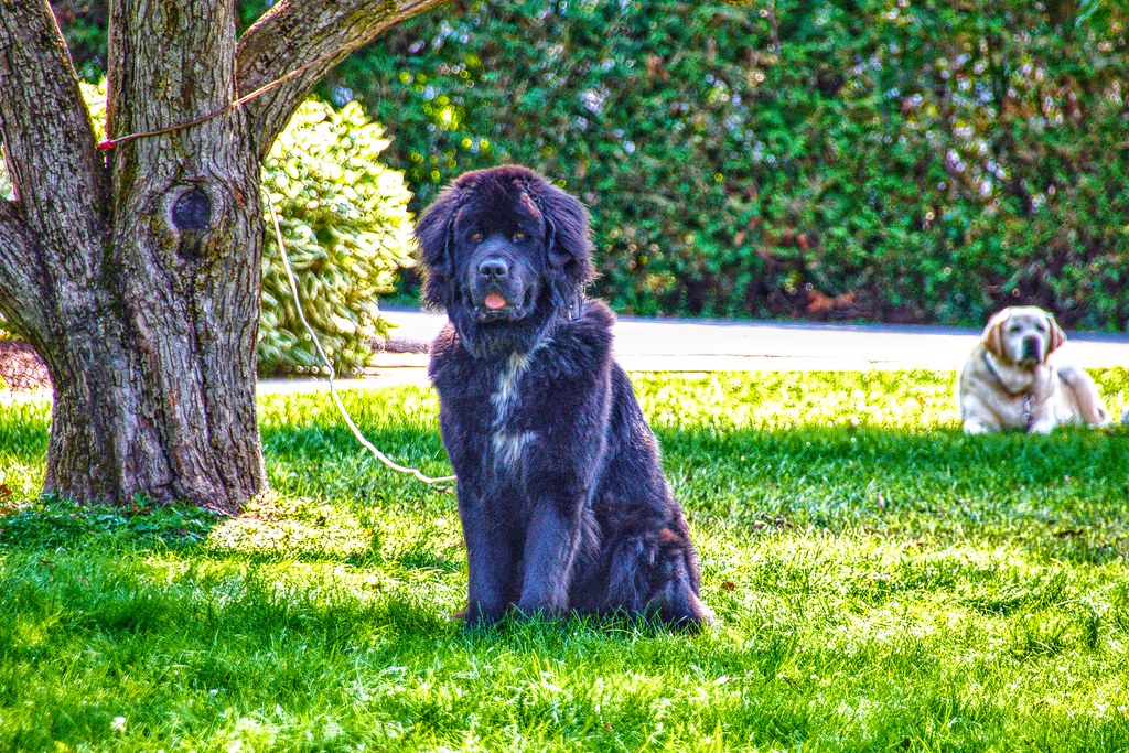 Malone New York Big Dog in the front yard Historic Hom… Flickr