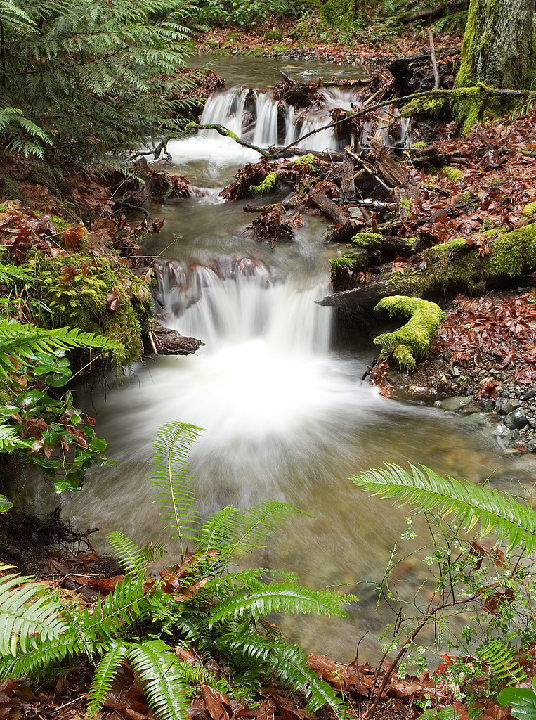 Knarston Creek 15 Lantzville Foothills, Vancouver Island Leonel