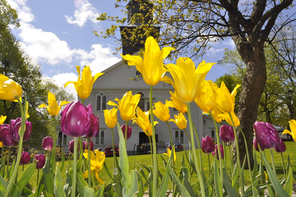 Tulips In Halifax, Nova Scotia in front St. Paul's Anglica… Flickr