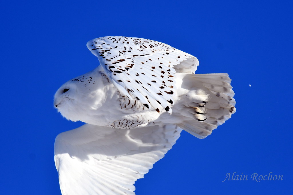 Harfang Des Neiges Snowy Owl Yamachiche, Québec alain rochon Flickr